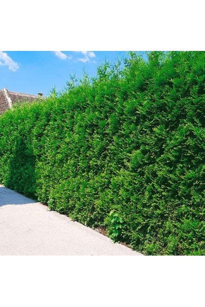 Туя западная Брабант